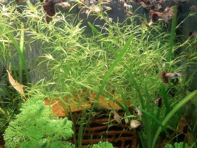 Portion Nixkraut (Naja guadelupensis) einfache Aquarium Pflanze Zucht Garnelen