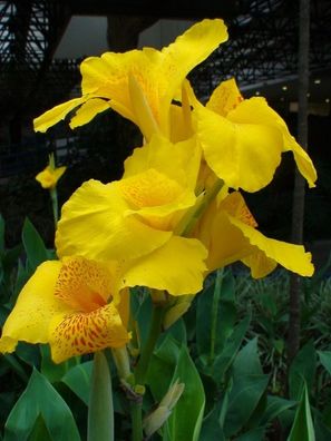 Indisches Blumenrohr - Gelb - Canna Indica - 10 Frische Samen