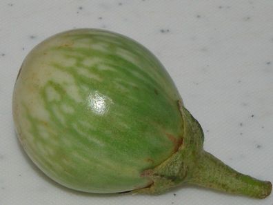 Thai Auberginen - 20 Frische Samen - Solanum virginianum