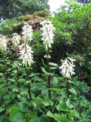 Himalaya Riesenlilie - 20 Frische Samen - Cardiocrinum Giganteum