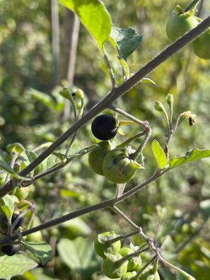 Wonderberry Schwarzenbeere Solanum burbankii süße Beeren Zuckerersatz zum Backen
