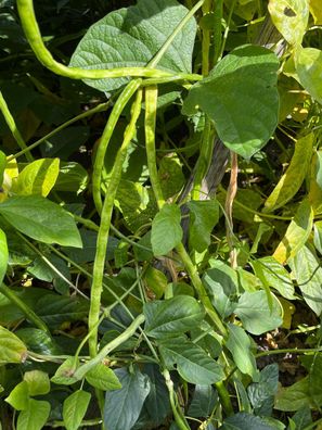Green Noodle Schlangenbohne Meterbohne Yard Long Bean