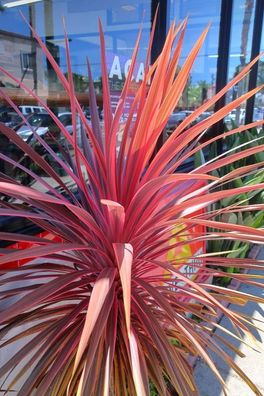 Rote Keulenlilie - Cordyline australis ´Purpurea´ - 10 Frische Samen