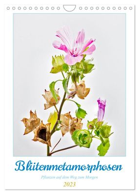 Blütenmetamorphosen 2023 Wandkalender