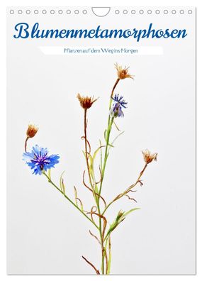Blumenmetamorphosen 2023 Wandkalender