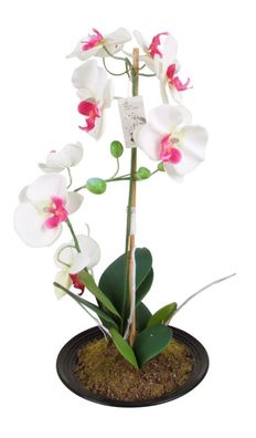 Künstliche Orchidee 2 Rispen Weiß/Pink 50cm Kunstblume Phalaenopsis Kunstpflanze