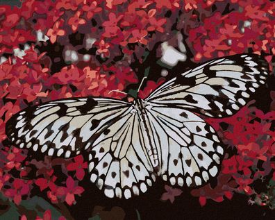 Zuty - Malen nach Zahlen - Weisser Schmetterling UND ROTE BLUMEN, 40x50 cm