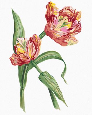 Zuty - Malen nach Zahlen - TULPE (ALEXANDRIA Gilbert), 40x50 cm