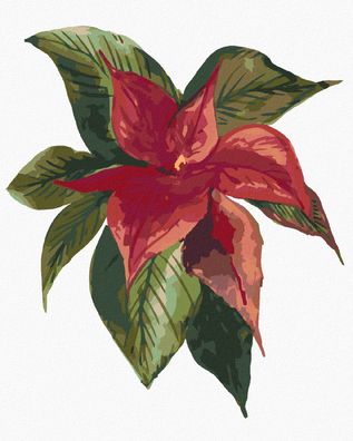 Zuty - Malen nach Zahlen - Weihnachtsstern BLUME (ALEXANDRIA Gilbert), 40x50 cm
