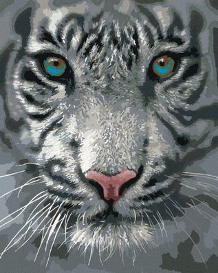 Zuty - Malen nach Zahlen â€? Weisser TIGER (COLLIN BOGLE), 40x50 cm
