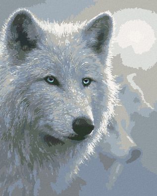 Zuty - Malen nach Zahlen â€? Weisser WOLF (COLLIN BOGLE), 40x50 cm