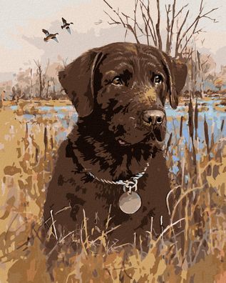 Zuty - Malen nach Zahlen - Brauner Labrador IM SCHILF AM TEICH (JIM KILLEN), 40x50 cm