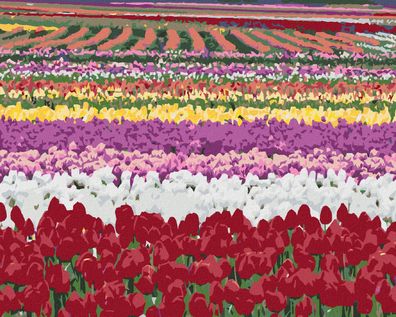 Zuty - Malen nach Zahlen - Tulpenfelder (DENNIS FRATES), 40x50 cm
