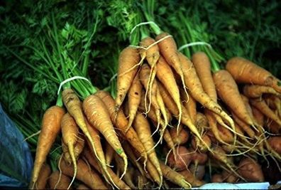 Karotten Möhren 100 Samen