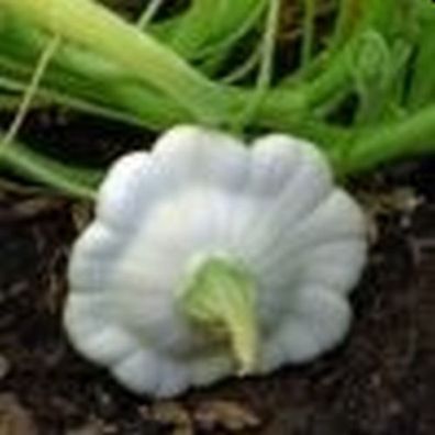 Ufo Zucchini Weiß 10 Samen