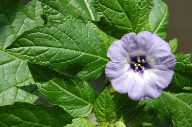 Giftbeere Nicandra physaloides - Peruanische blaue Lampionblume 100 Samen
