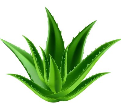 Aloe Vera Kapseln (aloe vera) - 100 % ohne Füllstoffe