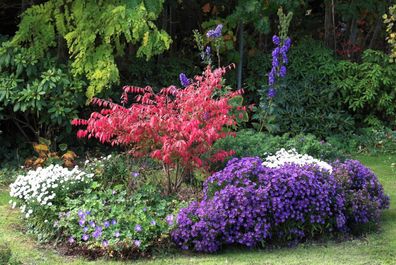 Korkflügelstrauch Euonymus alatus ´Brennender Busch´ 40-60 cm, Strauch im Container