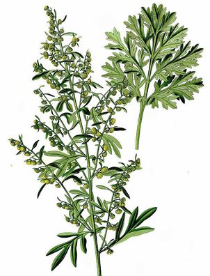 Wermut Kapseln (artemisia absinthium) - 100% Rohkost ohne Füllstoffe