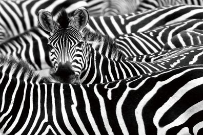 Glasbild Wandbild Bild Fotokunst Foto Dekoration 120cm Tiere Zebra Zebras