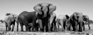 Glasbild Wandbild Bild Fotokunst Foto Dekoration 160cm Tiere Elefanten Elefant