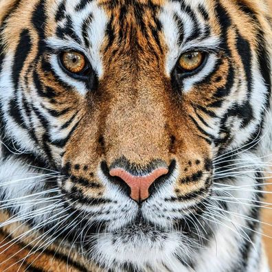 Glasbild Wandbild Bild Fotokunst Deko Foto 80cm Tiere Tiger