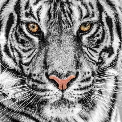 Glasbild Wandbild Bild Fotokunst Dekoration Foto 80cm Tiere Tiger