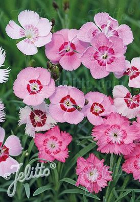 Dianthus Allwoodii-Hybr. Allwoods-Federnelke - Staude, Nelke