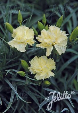Dianthus caryophyllus fl. pl. Grenadin ´Grenadin Gelb´ Garten-Nelke, Land-Nelke