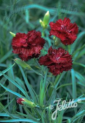 Dianthus caryophyllus fl. pl. Grenadin ´Grenadin Rot´ Garten-Nelke, Land-Nelke