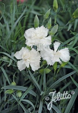 Dianthus caryophyllus fl. pl. Grenadin ´Weiss´ Garten-Nelke, Land-Nelke