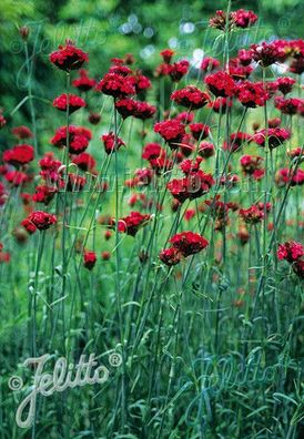 Dianthus cruentus Blut-Nelke - Staude, Nelke
