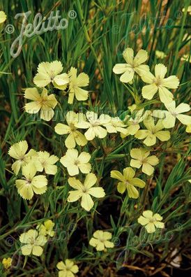 Dianthus knappii Schwefel-Nelke, Gelbblühende Balkan-Nelke - Staude