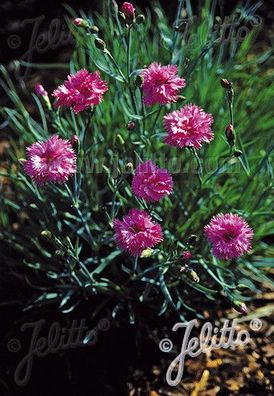 Dianthus plumarius fl. pl. ´Roseus´ Federnelke - Staude