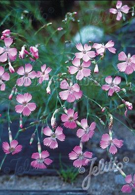Dianthus sylvestris Stein-Nelke, Wild-Nelke - Staude - Nelke