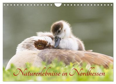 Naturerlebnisse in Nordhessen 2023 Wandkalender