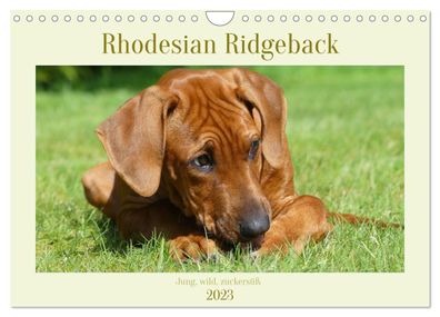 Rhodesian Ridgeback - Jung, wild, zuckersüß 2023 Wandkalender