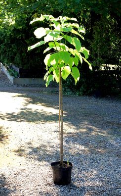 Trompetenbaum Catalpa bignoniodes 125 - 150 cm im Container