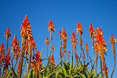 Kap Aloe - Aloe Ferox - sehr frische Samen