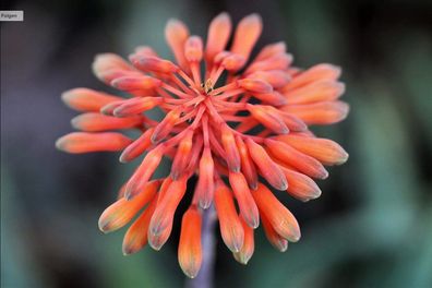 Aloe Branddraaiensis - 20 frische Samen