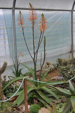 Aloe Mudenensis - Mubende Aloe - 20 frische Samen