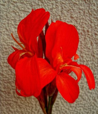 Indisches Blumenrohr - Rot - Canna Indica - 5 Frische Samen