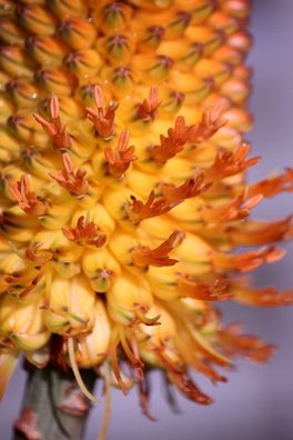 Aloe thraskii - Strandaloe - 20 frische Samen