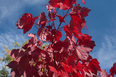 Amerikanischer roter Ahorn - 30 Frische Samen - Acer Rubrum