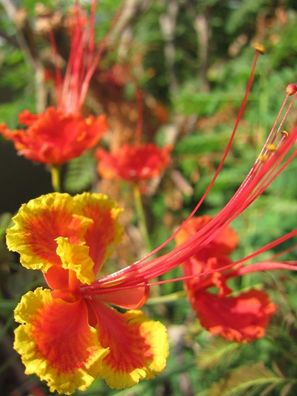 Pfauenstrauch - Stolz von Barbados - Caesalpinia Pulcherrima - 10 Frische Samen