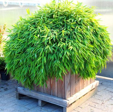 Kleinbambus - Bambus ´Luca´ - Fargesia murieliae ´Luca´ 30-35 cm im 5 Liter Container