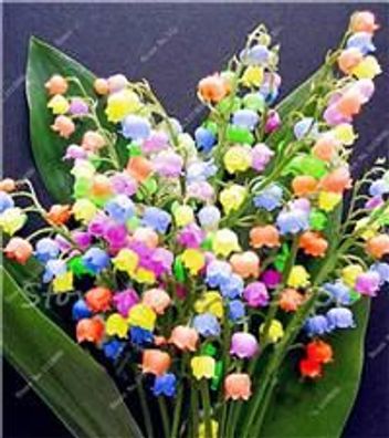 120 Stück Maiglöckchen Blumensamen, Glockenorchideensamen, reiches Aroma, Bonsai-Bal