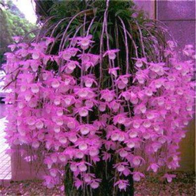 200 PC-mischte Dendrobium-Samen-eingemachte schöne Blumen-Samen-Vielzahl schließen di