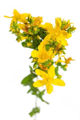 1000ml Johanniskrautöl - Therapeutenöl Dorn / Breuß Massage (Gr. Regulär)