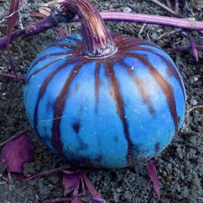 200 Stück Blue Pumpkin Squash Seeds Hausgarten Hof Hof Gemüsedekor Pflanze Gartenpfla